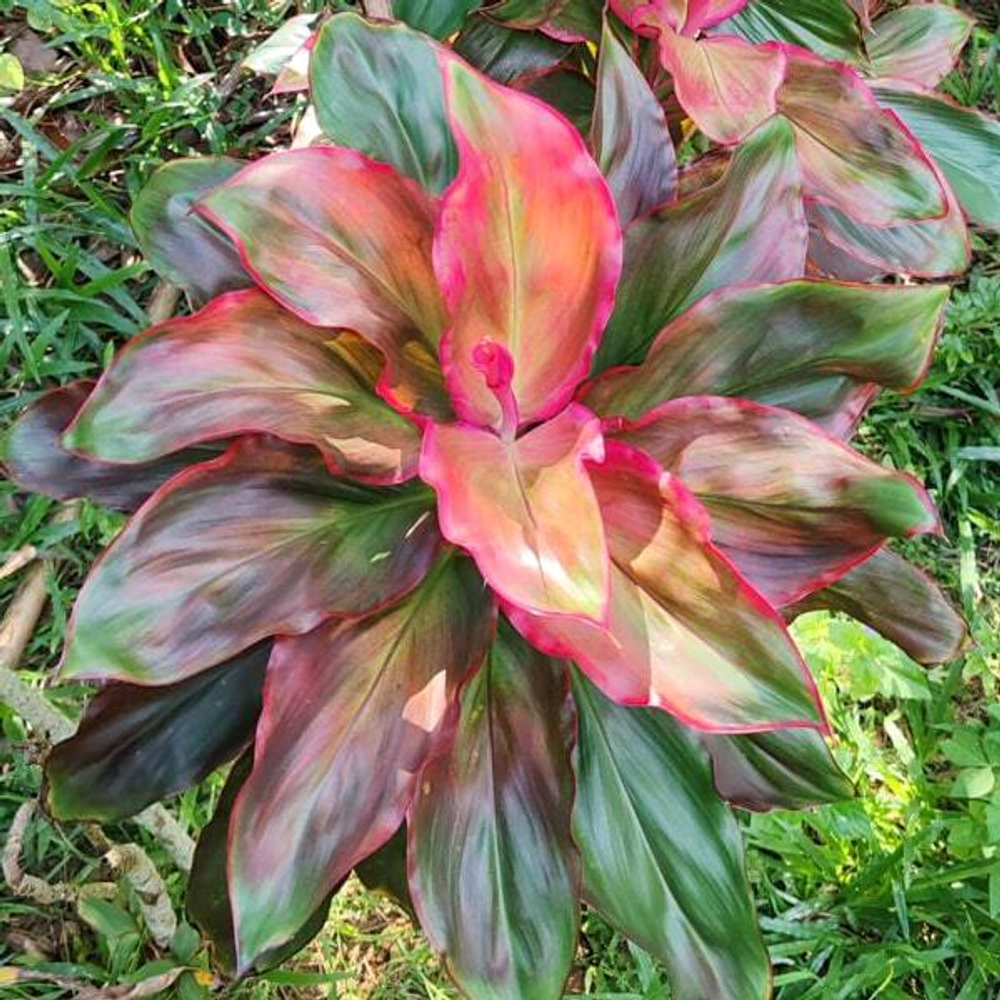 Кордилина NGO THOT – CHAO NGO 2