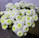 Хризантема белая кустовая Santini Calimero