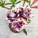 Адениум обесум WIN