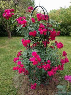 Старлет-Роз Лола (Starlet-Rose Lola)