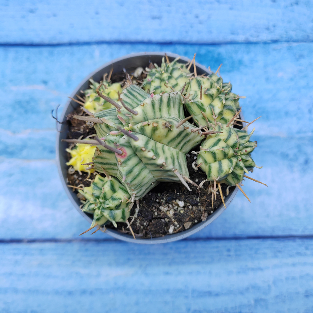 Euphorbia meloformis f. Variegated (Эуфорбия вариегатная)