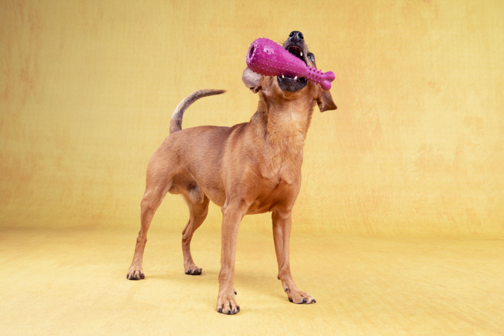 Игрушка для собак "Куриная ножка", 15,5 х 6 х 6 см, резина, в ассортименте, Flamingo