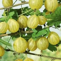 С шипами