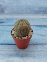 Euphoria Obesa (Эуфорбия)