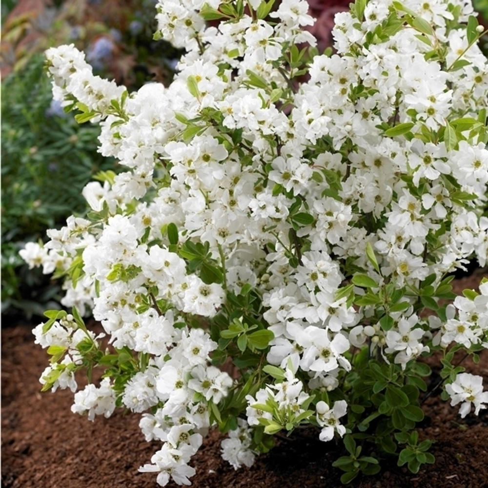 Экзохорда крупноцветковая кистистая