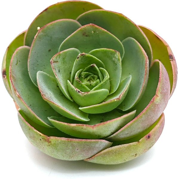 Суккулент Гриновия Тенерифе