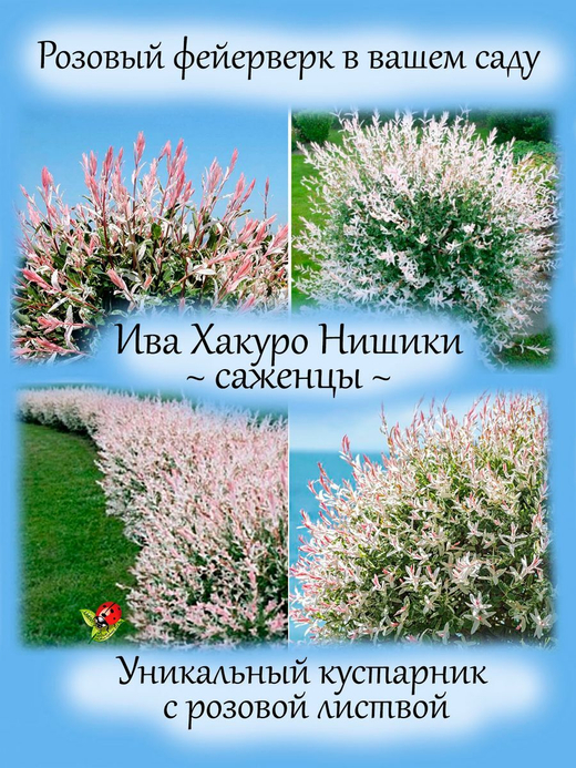 Ива Хакуро Нишики кустарник