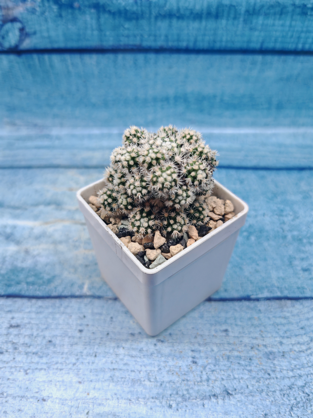Mammillaria gracilis (Маммилярия)
