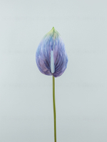 Антуриум Биг