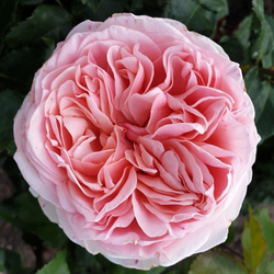 Роза Амороза С7 Закупка М57 июнь 2026