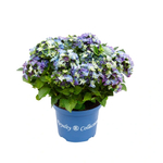 MATA HARY BLUE END GREEN/ МАТА ХАРИ блю  (Стандарт поставки Р9)2025г.