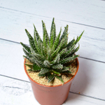 Aloe Haworthioides (Алоэ)