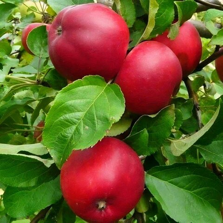 Яблоня Веньяминовское осенняя