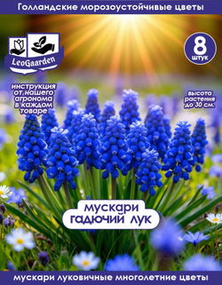 Мускари (Гадючий лук), 8 шт