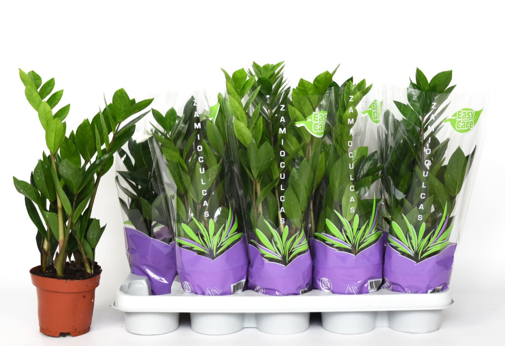 Замиокулькас