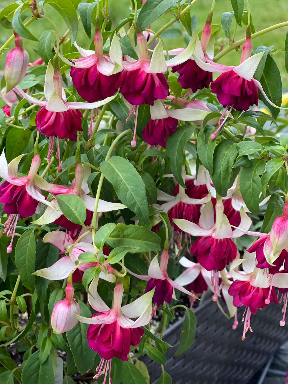 Фуксия Mood Indigo