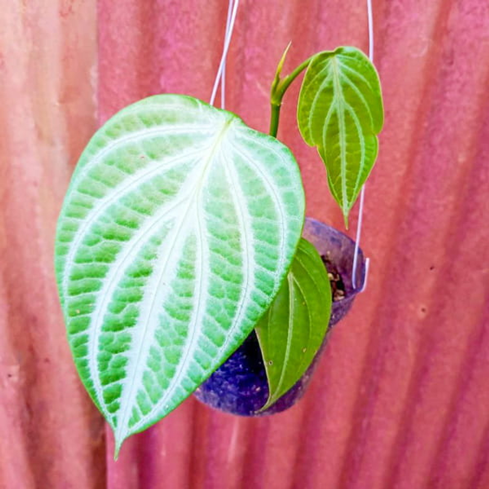 Перец 05 Калимантан Арбуз