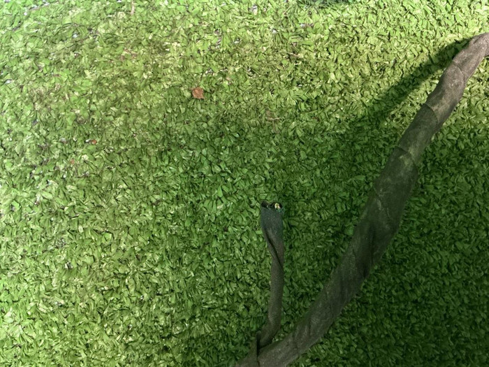 Проводка заднего бампера Haval Dargo (2022-н.в.)