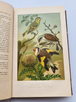 "Из царства пернатых.  Популярные очерки из мира русских птиц". Д.Н.Кайгородов. 1892г. - антикварная книга