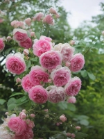 Роза плетистая Жасмина