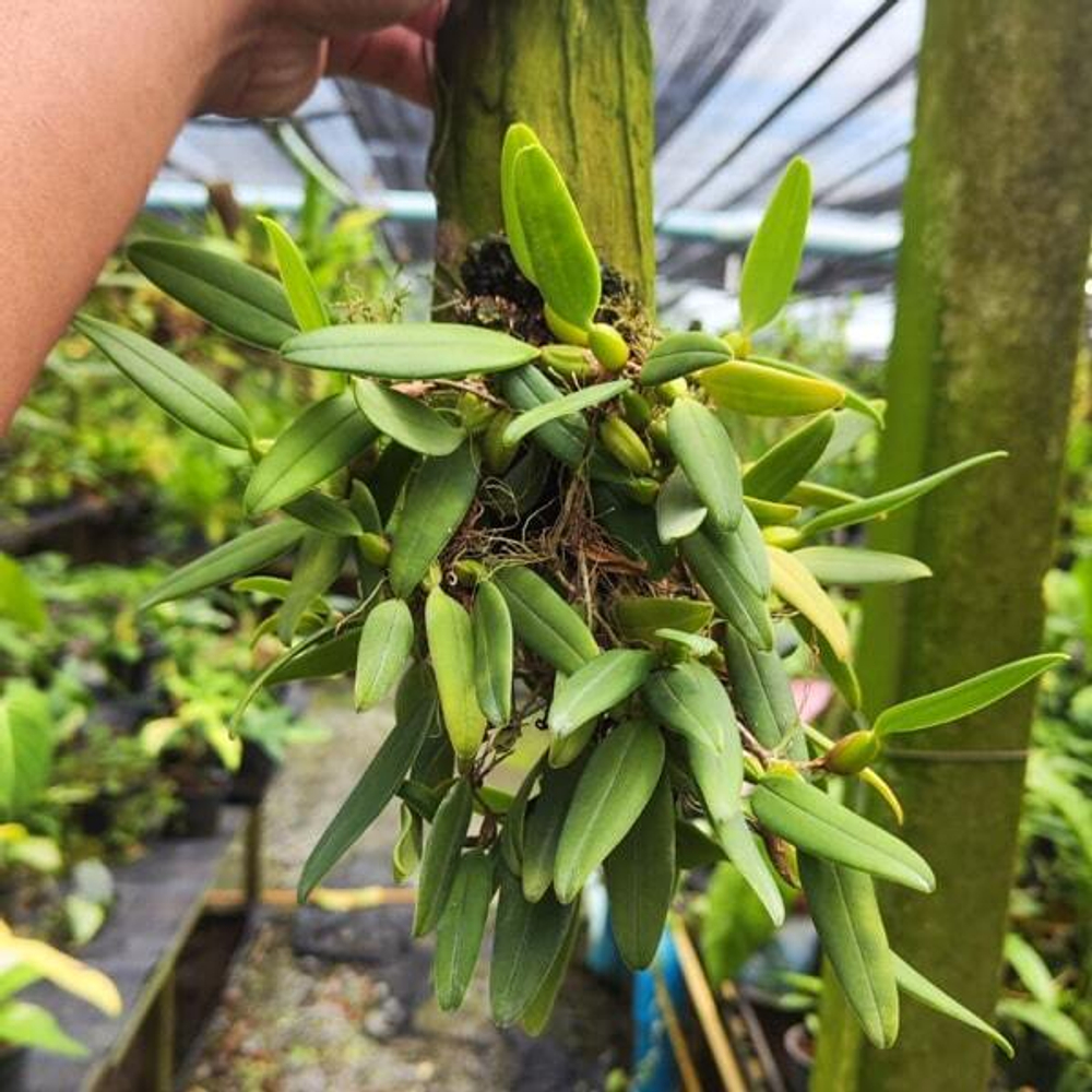 Орхидея BULBOPHYLLUM FASCINATOR (P89)