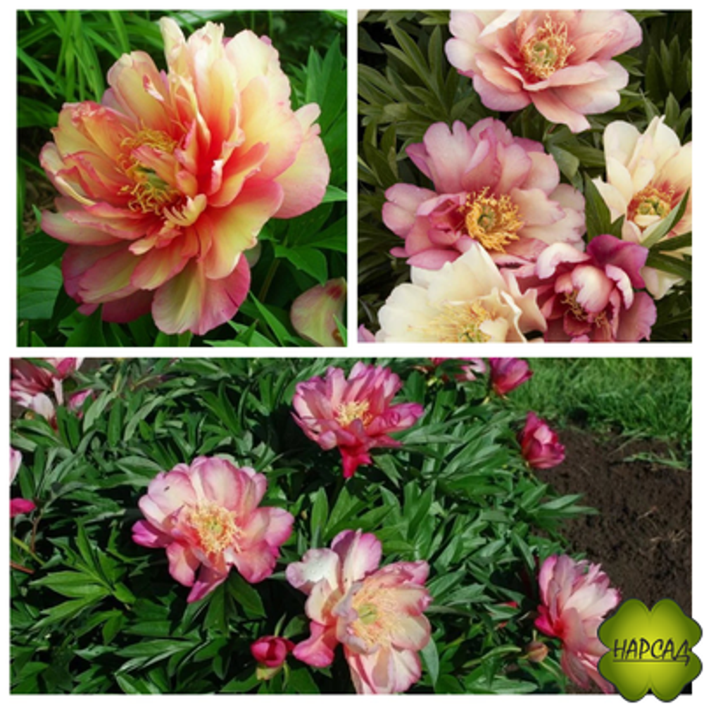 Пион Джулия Роуз 3-5 почек Закупка М81 октябрь 2026 Пион Джулия Роуз 3-5 почек Закупка М81 октябрь 2026