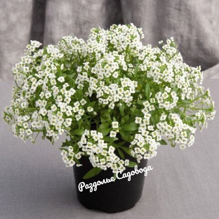 Алиссум ампельный (горшок 0.4л)