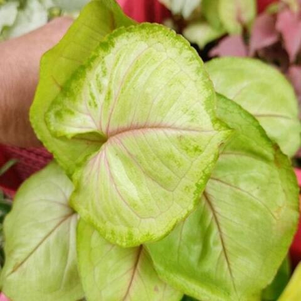 Сингониум (11) OM THONG (GOLDEN)