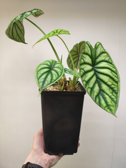 Алоказия Шкура Дракона (Alocasia Dragon Scale)