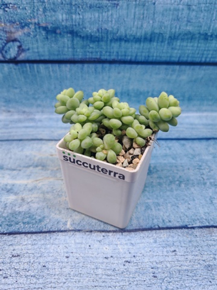 Sedum Burrito (Седум)