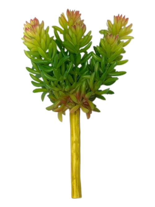 Суккулент 117 зеленый