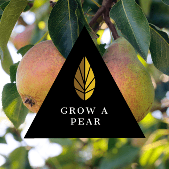 Azure Black Line - Grow A Pear (100г)