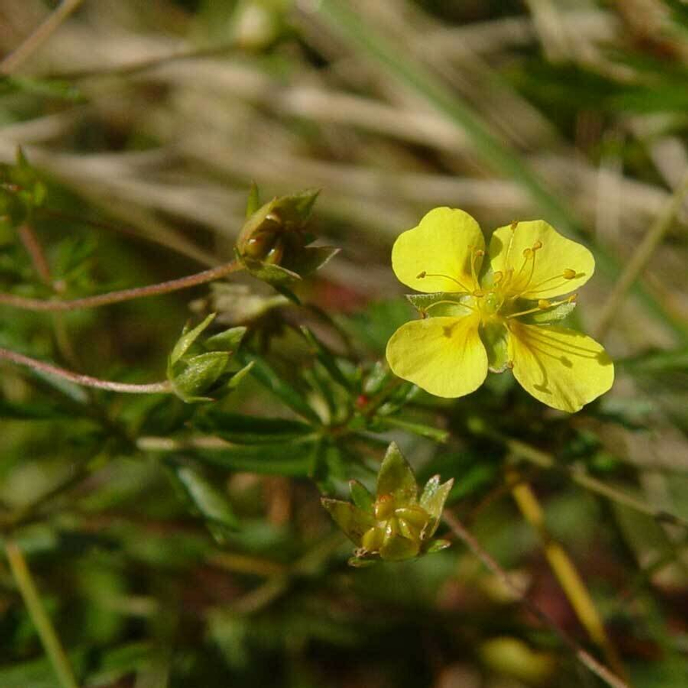 Калган (лапчатка прямостоячая) (корень) 500 г