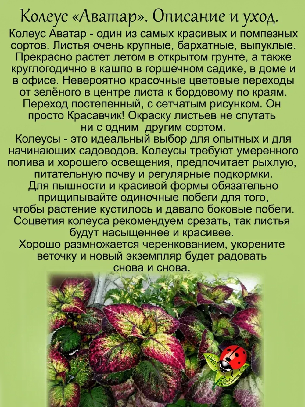 Колеус Аватар