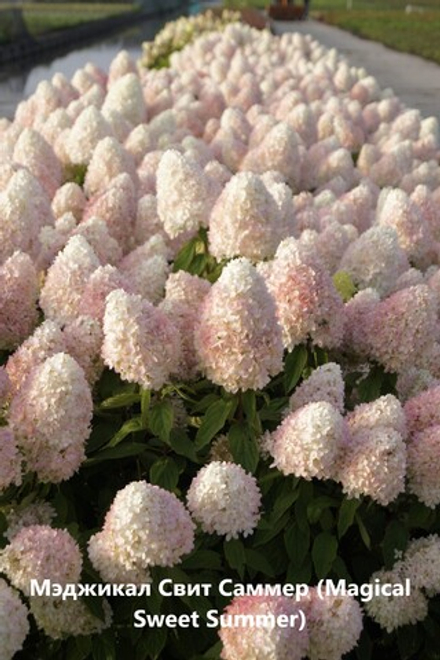 Гортензия метельчатая «Мэджикал Свит Саммер» (Magical Sweet Summer)