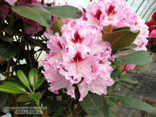 Рододендрон гибридный Кролова Ядвига Р9 40-50 см Закупка М63 апрель 2026