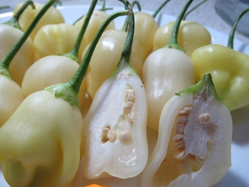 Айджи Уайт Фэнтези / Aji Fantasy Sparkly White перец острый