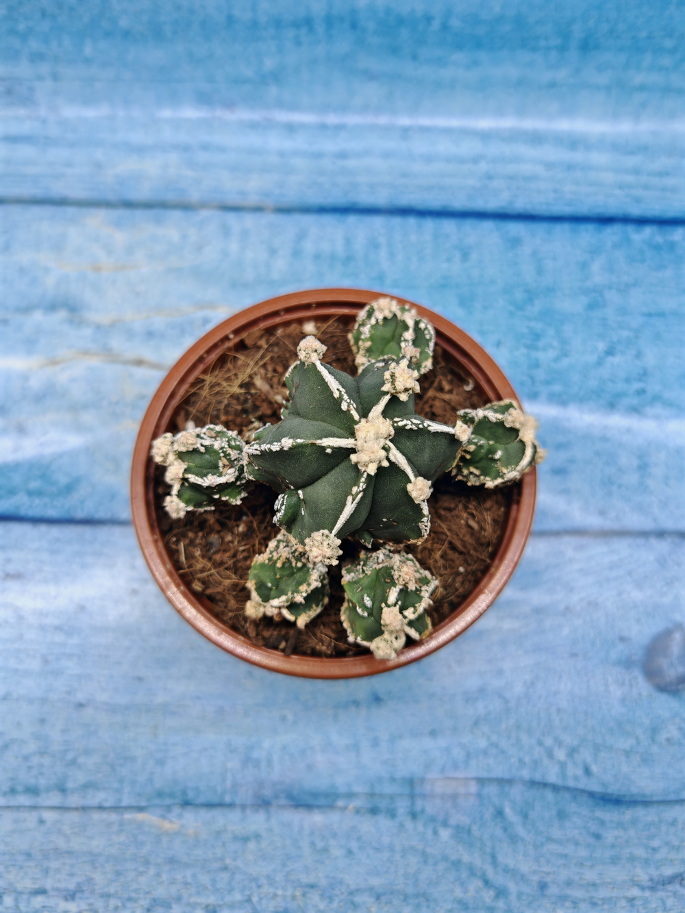 Astrophytum Myriostigma "Hakujo Fukuryu" (Астрофитум)