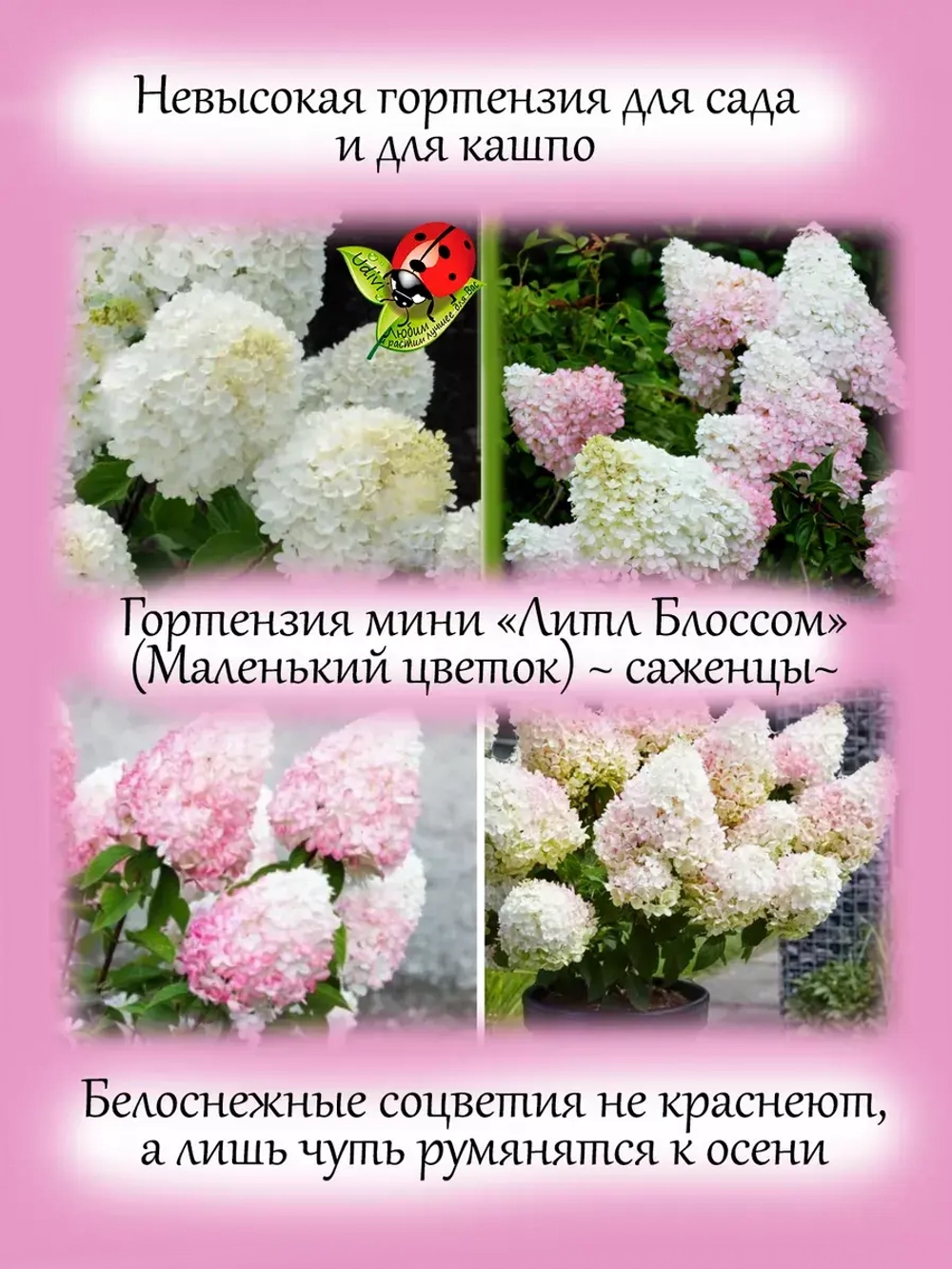 Гортензия Литл Блоссом мини миниатюрная карликовая
