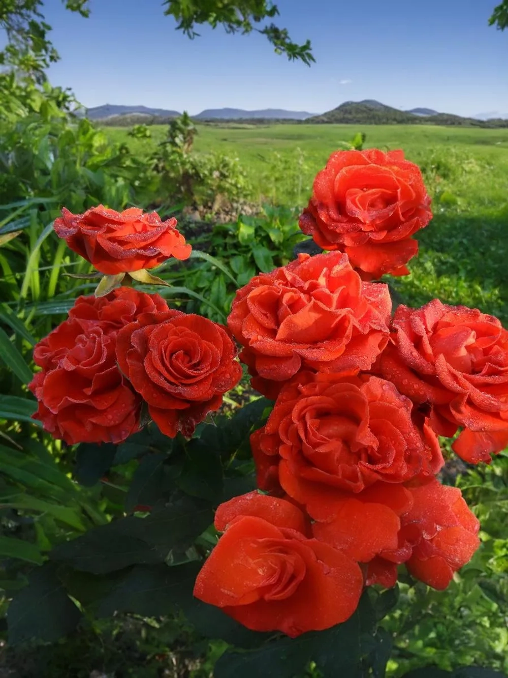 Роза чайно-гибридная Эль Торо