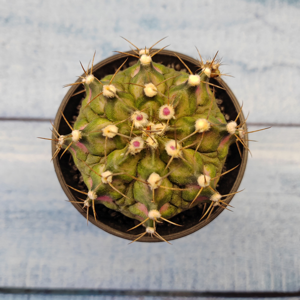 Gymnocalycium T-Rex Pink hybride (Гимнокалициум T-rex)