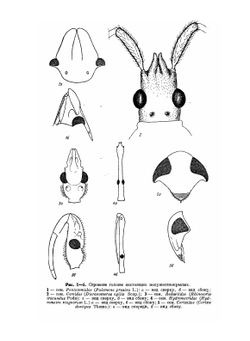 Определители по фауне СССР. Том 42. Настоящие полужесткокрылые Европейской части СССР (Hуmiptera). Определитель и библиография. | А.Н. Кириченко