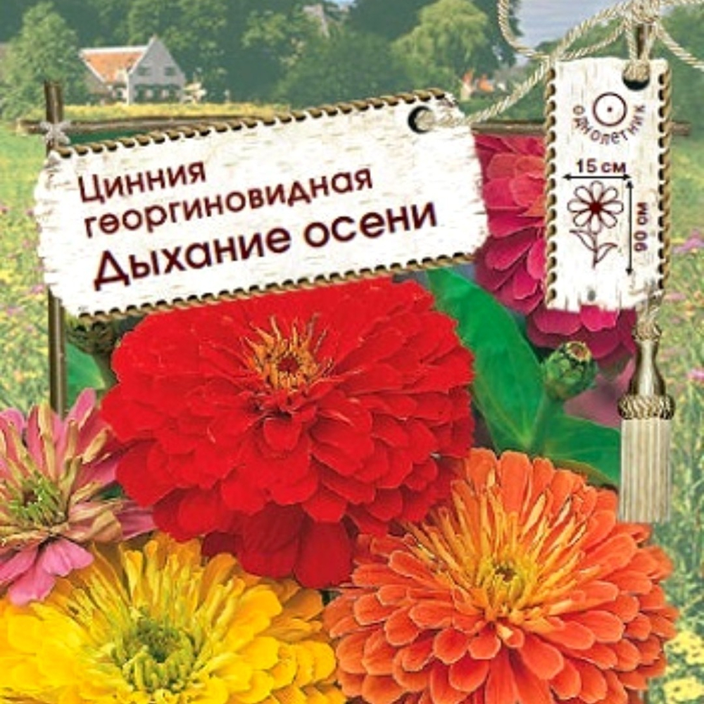 Цинния георгиновидная Дыхание осени, смесь