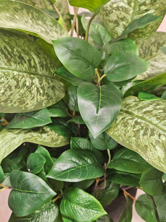 Диффенбахия с зеленью с кашпо Лофт