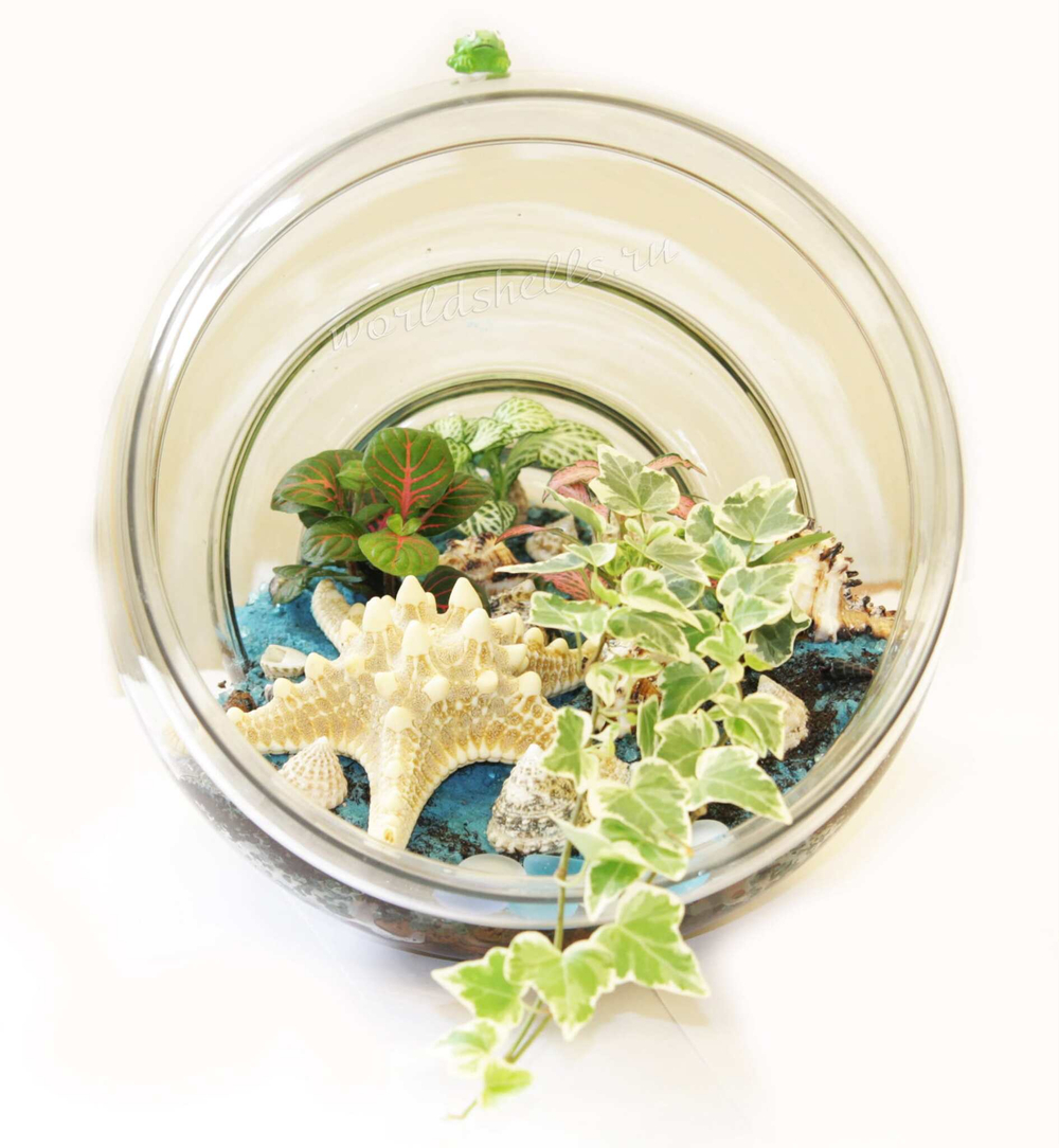 Как сделать флорариум в морском стиле своими руками с ракушками и морской звездой