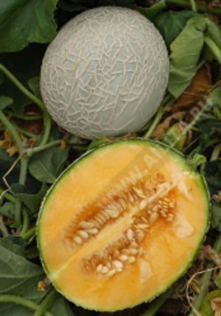 Дыня Милана Аэлита