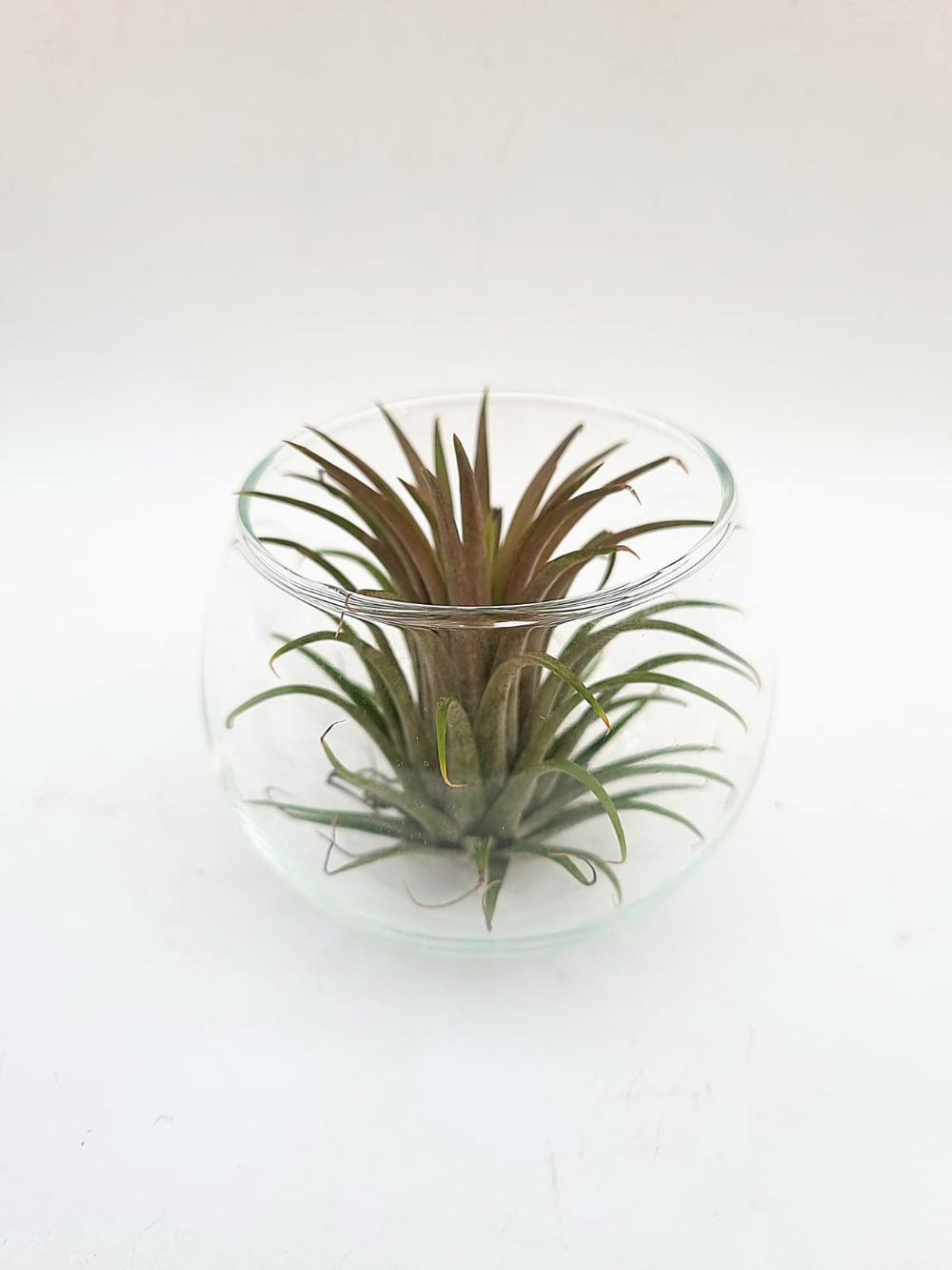 Тилландсия атмосферная с вазой (Бромелия)