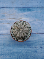 Astrophytum Asterias "Super Kabuto" (Астрофитум)