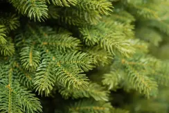 Искусственная елка Графская Премиум 90 см., 100% литая хвоя, ЕлкиТорг (44090)