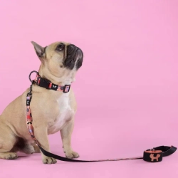 United pets complete me forever поводок для собак, 140 см, 16 мм, оранжевый с рисунком